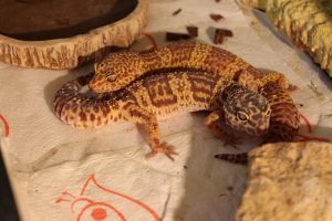 Can Leopard Geckos Live Together? (Explained!)