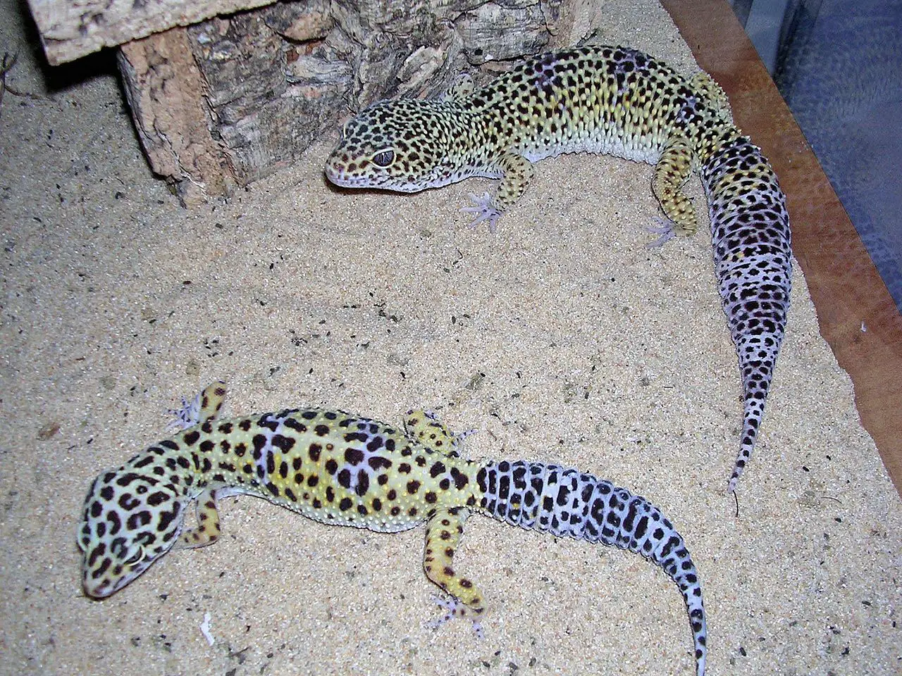 Can Leopard Geckos Live Together? (Explained!)