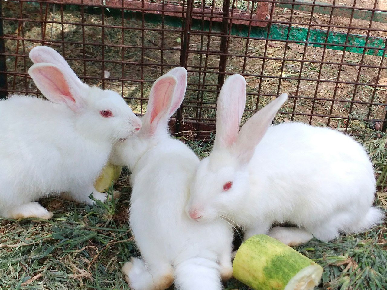 Do Australian Shepherds Get Along With Rabbits? (Answered!)