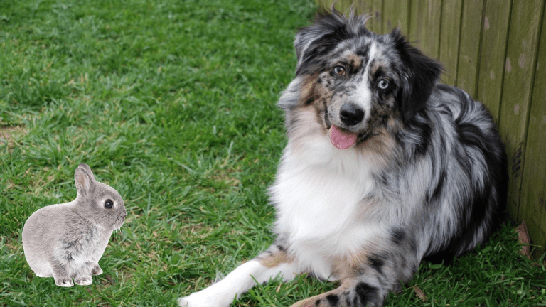 Do Australian Shepherds Get Along With Rabbits? (Answered!)