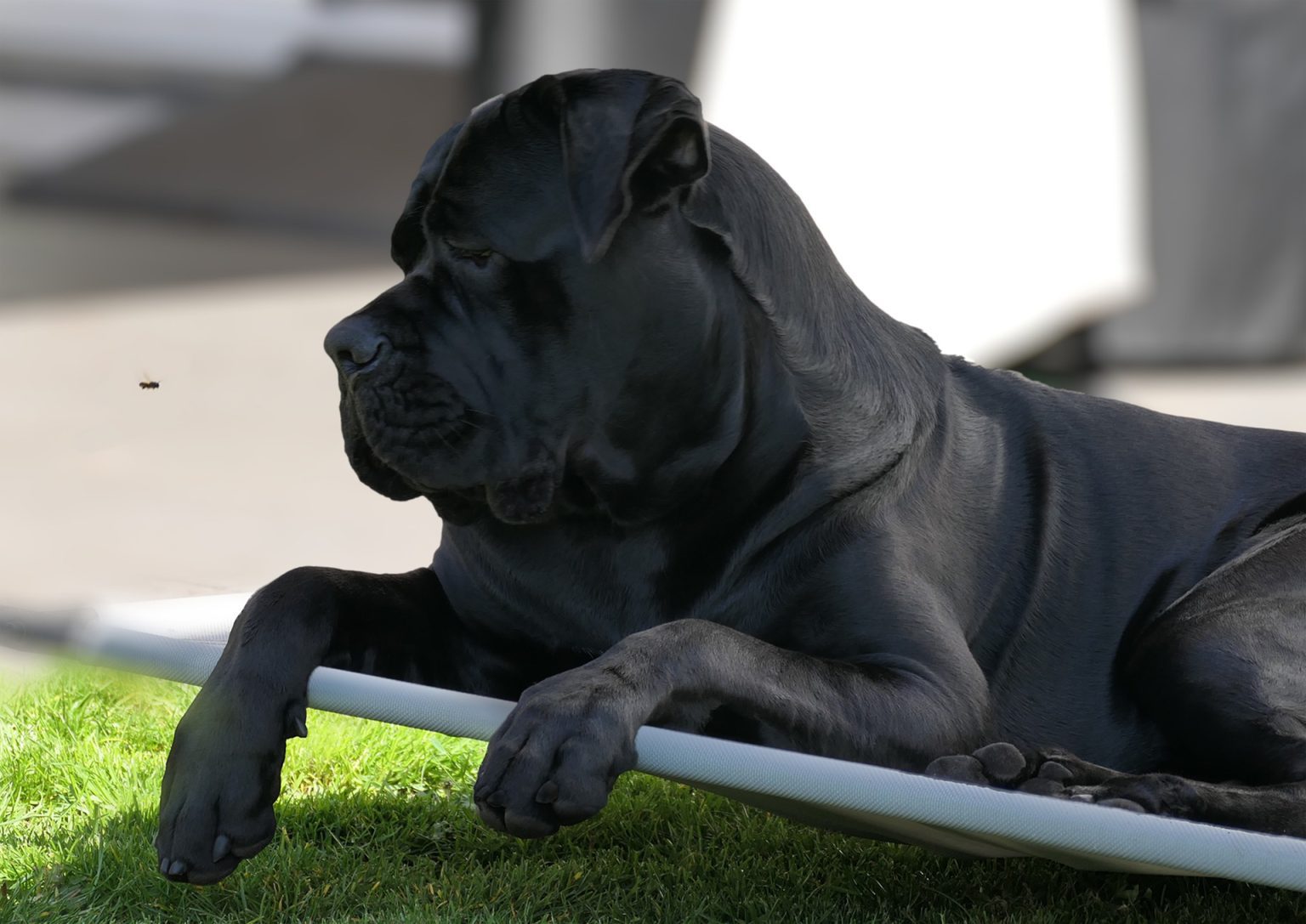 Do Cane Corso Dogs Bark? (Answered!)