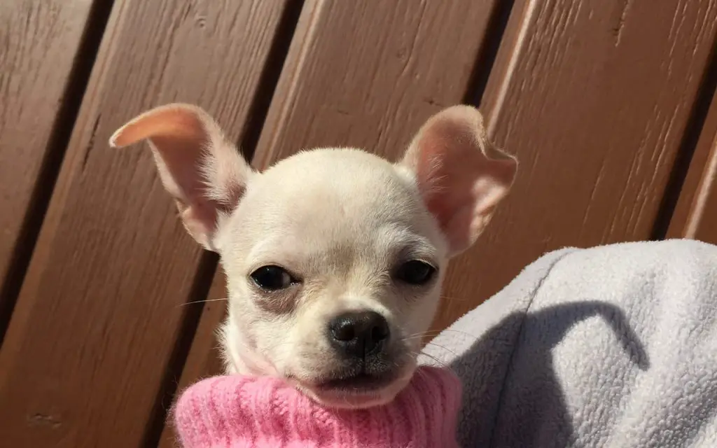 Do Chihuahuas Like Being Picked Up