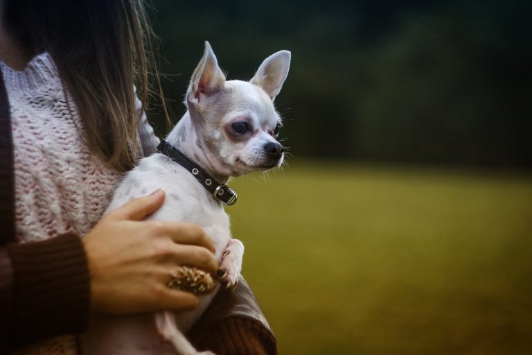 Do Chihuahuas Like Being Picked Up? (Answered!)
