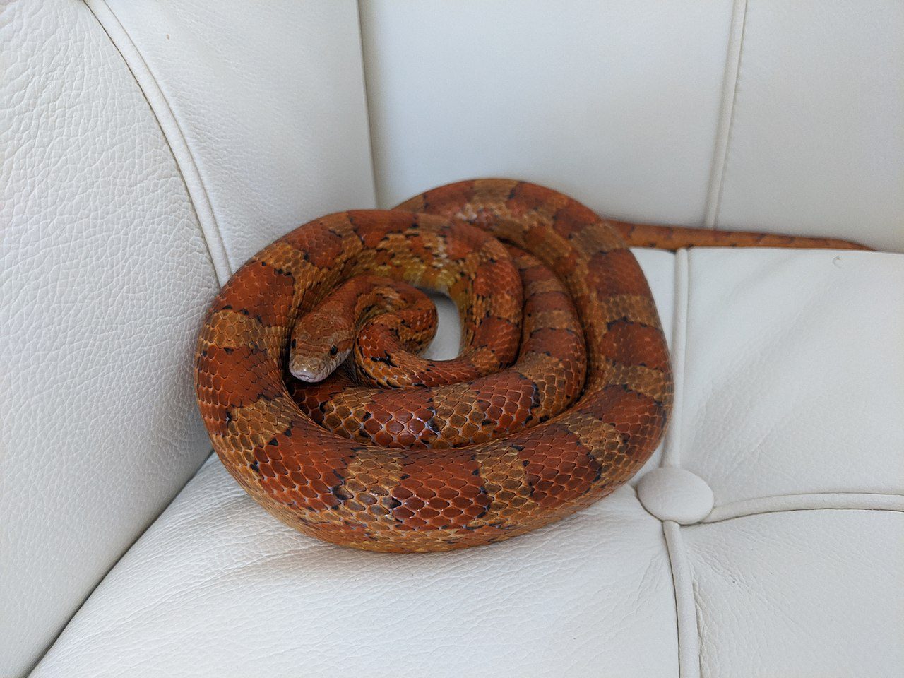 Do Corn Snakes Make Great Pets? (Answered!)