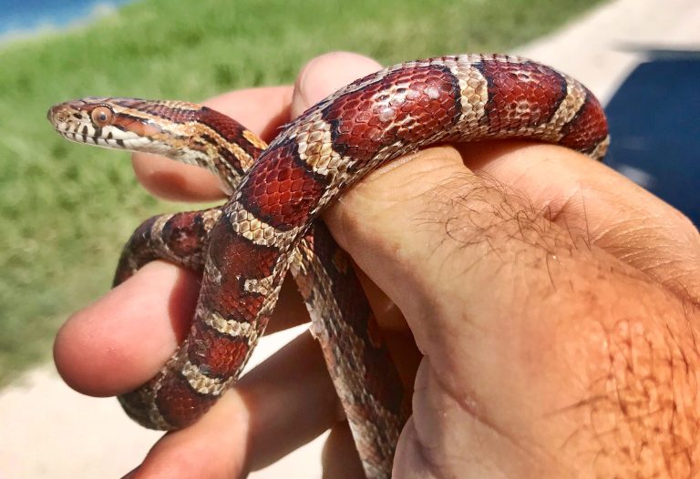 Do Corn Snakes Make Great Pets? (Answered!)
