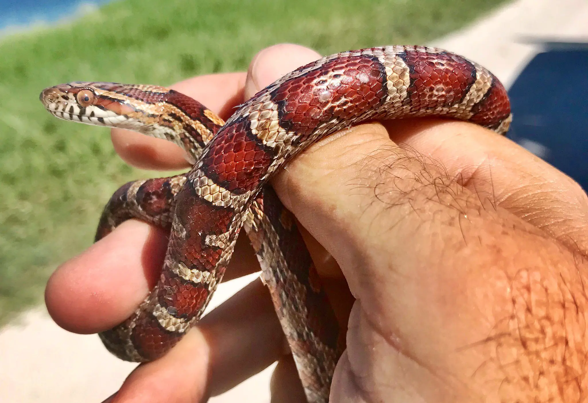 Do Corn Snakes Make Great Pets? (Answered!)