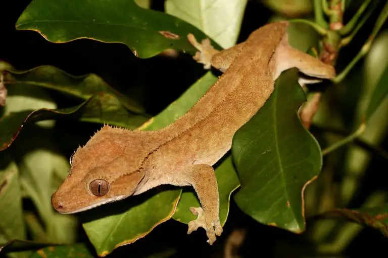 Do Crested Geckos Make Great Pets? (Explained!)