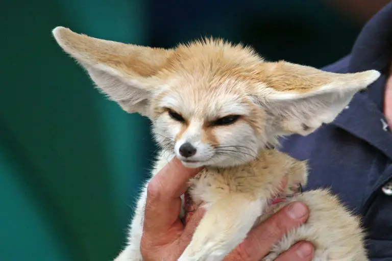 Do Fennec Foxes Make Great Pets? (Answered!)