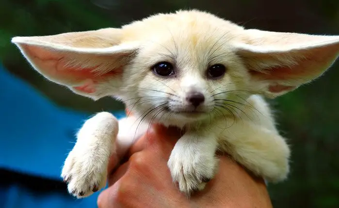 Do Fennec Foxes Make Great Pets