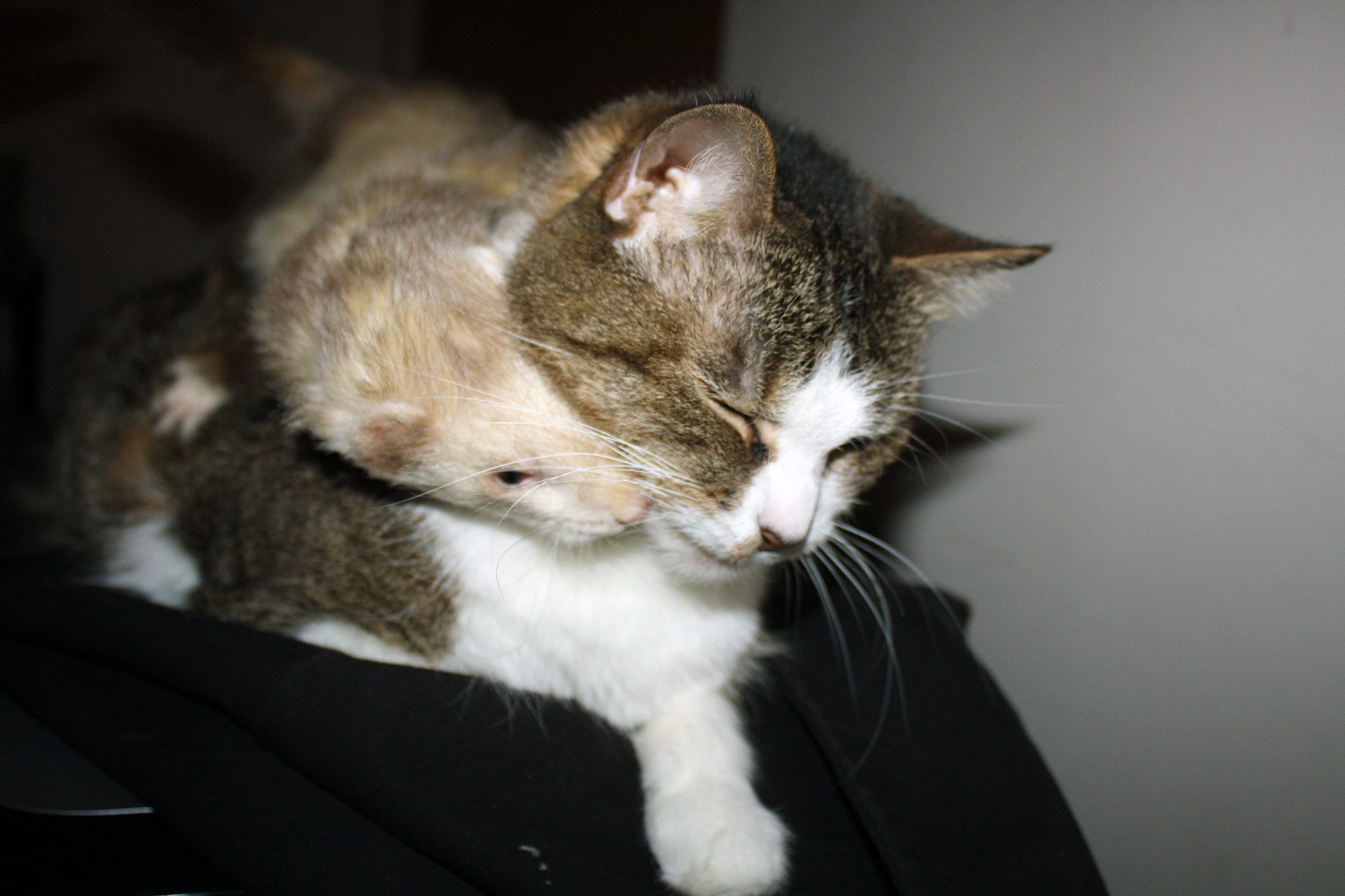 Do Ferrets Make Great Pets? (Explained!)