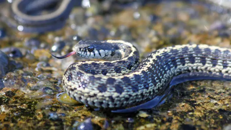Do Garter Snakes Make Great Pets? (Explained!)