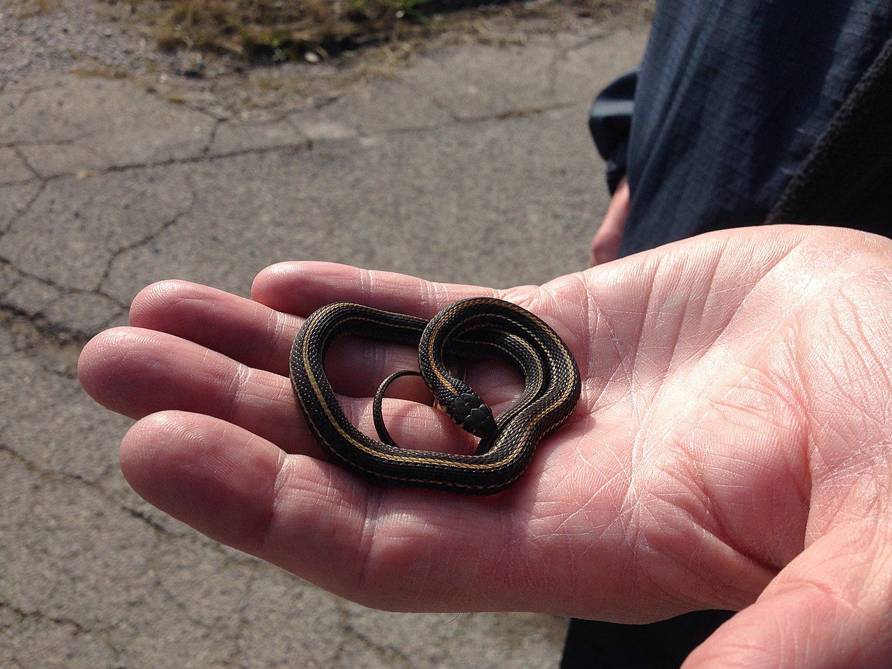 Do Garter Snakes Make Great Pets? (Explained!)