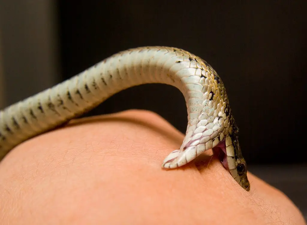 Do Garter Snakes Make Great Pets