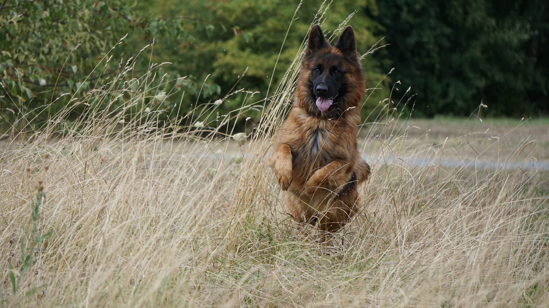 Do German Shepherds Like To Run? (Explained!)