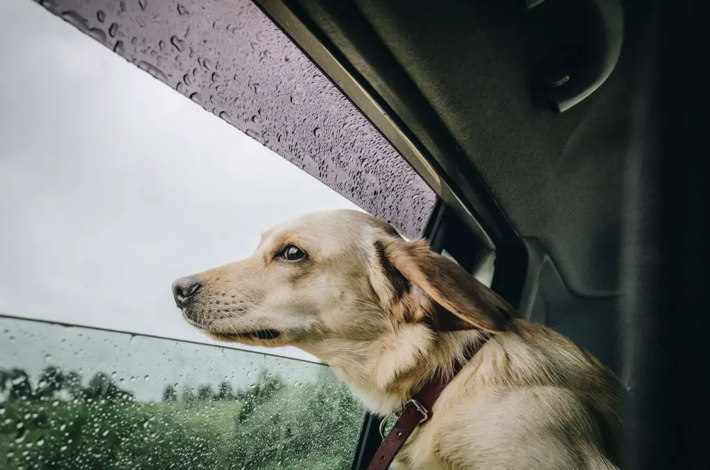 Do Labradors Like Rain
