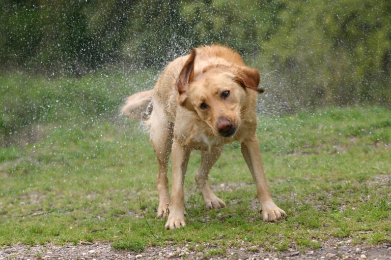 Do Labradors Like Rain? (Answered!)