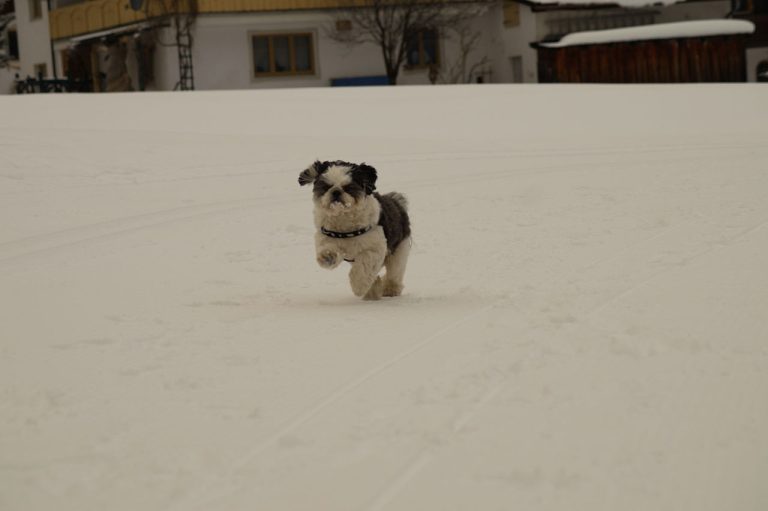 Do Shih Tzus Get Cold Easily? How Cold Is Too Cold?