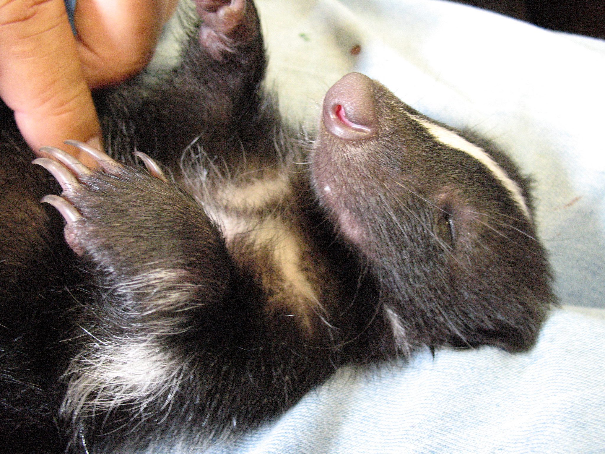 do-skunks-make-great-pets-explained