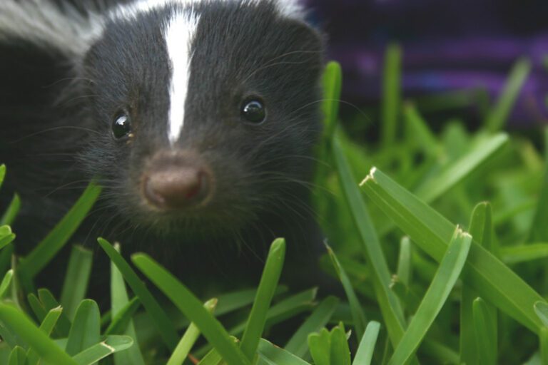 Do Skunks Make Great Pets? (Explained!)