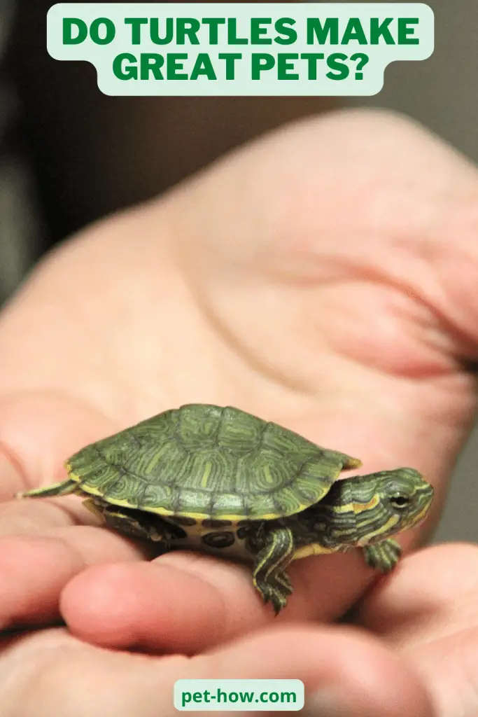 Do Turtles Make Great Pets? A Comprehensive Guide