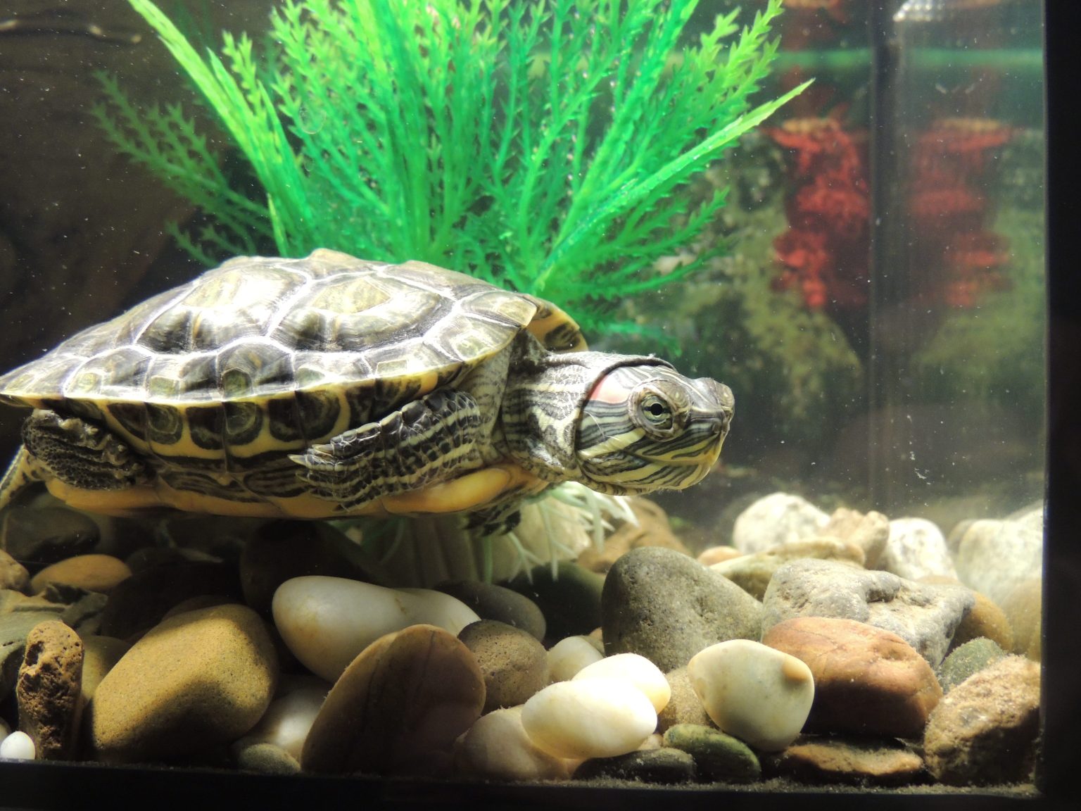 Do Turtles Make Great Pets? A Comprehensive Guide