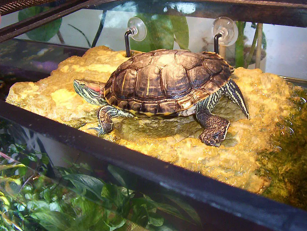 Do Turtles Make Great Pets