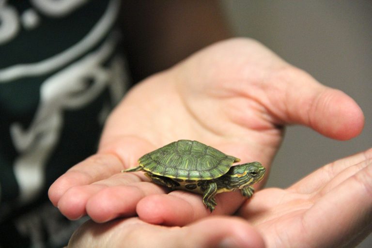 Do Turtles Make Great Pets? A Comprehensive Guide