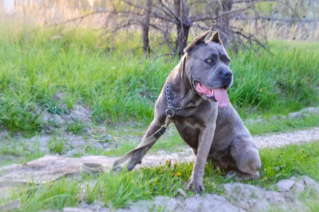 Does Cane Corso Like To Dig