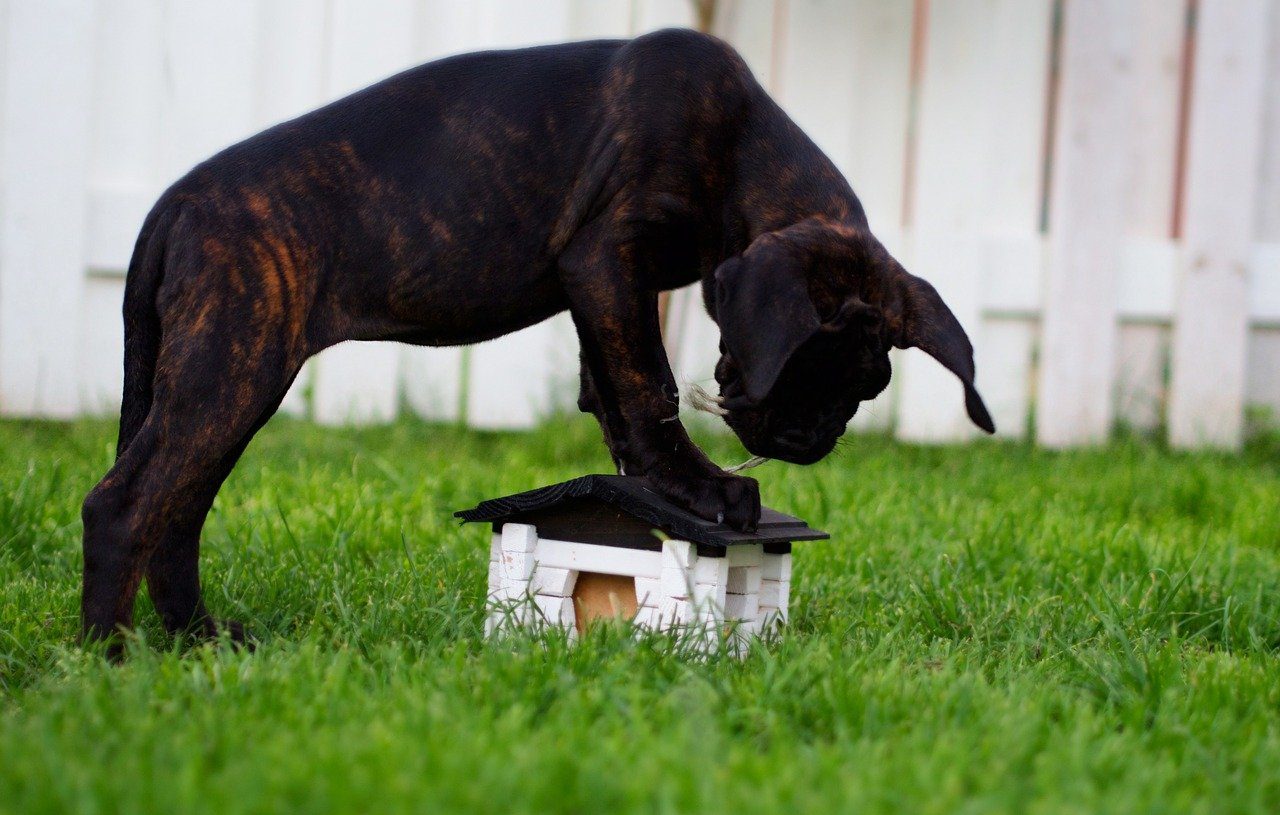 Does Cane Corso Like To Dig? (Answered!)