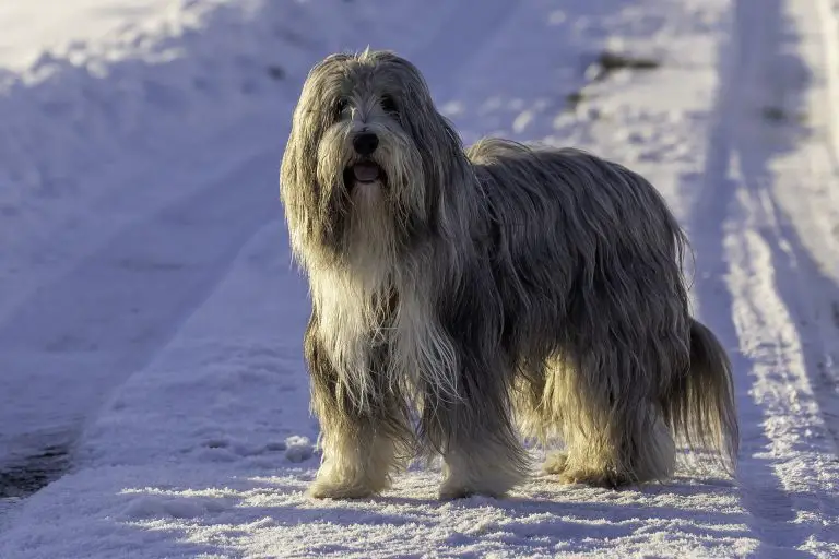 How Cold is Too Cold For Bearded Collies (Explained!)