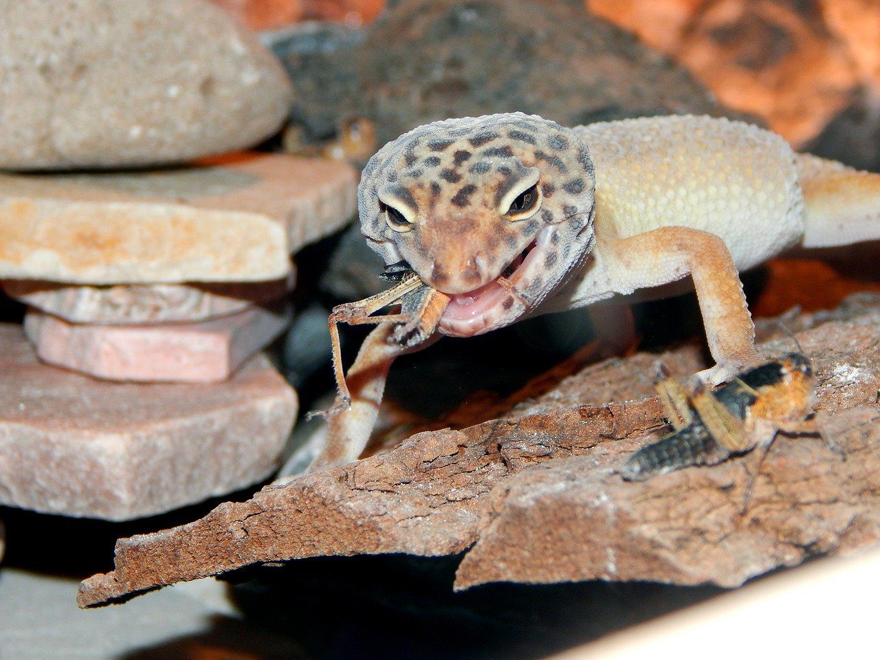 How Do You Entertain a Leopard Gecko? 4 Fun Ideas