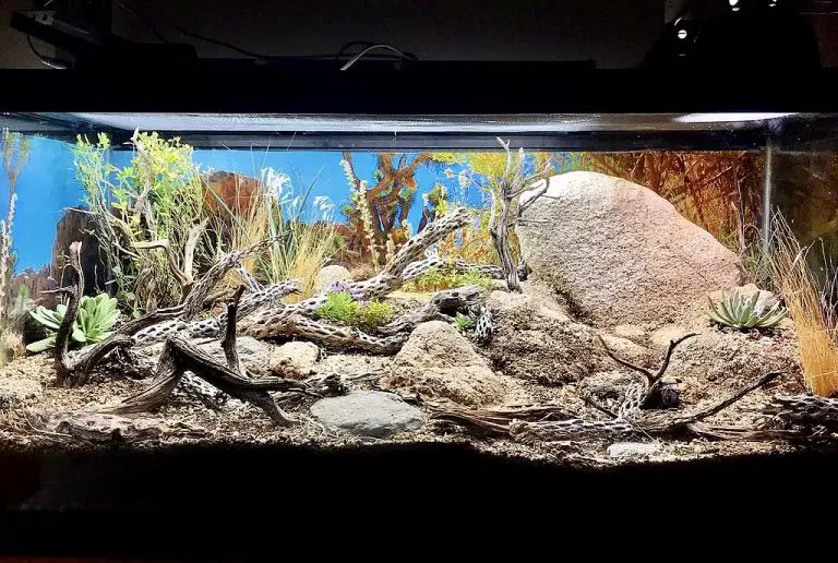 How Do You Entertain a Leopard Gecko? 4 Fun Ideas