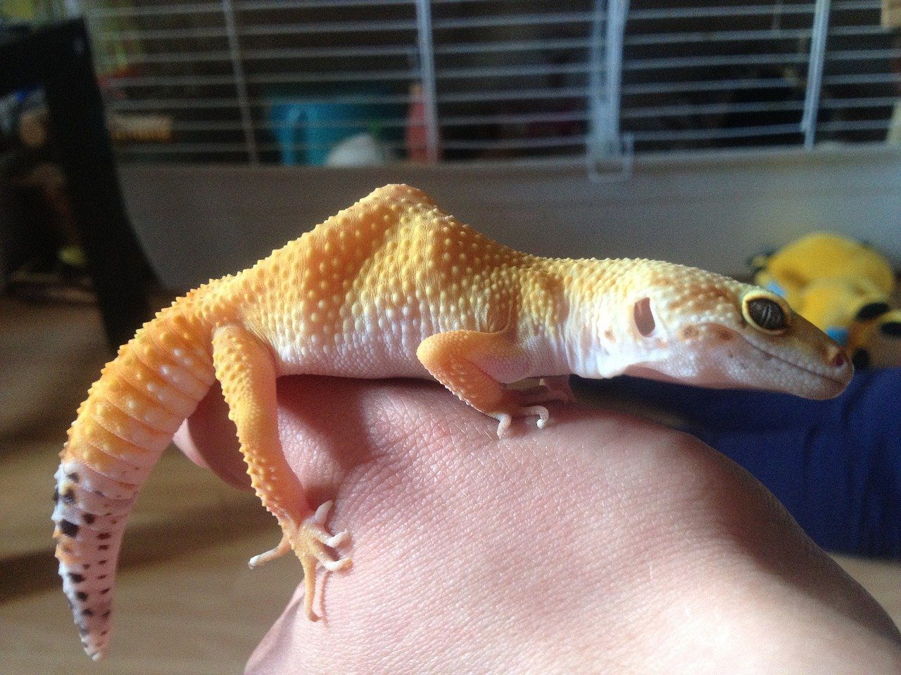 How Do You Entertain a Leopard Gecko? 4 Fun Ideas