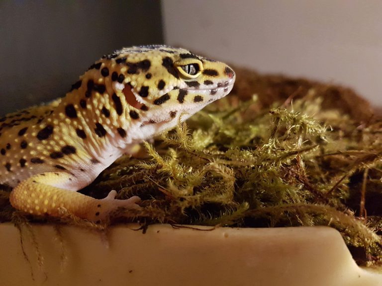 How Do You Entertain a Leopard Gecko? 4 Fun Ideas