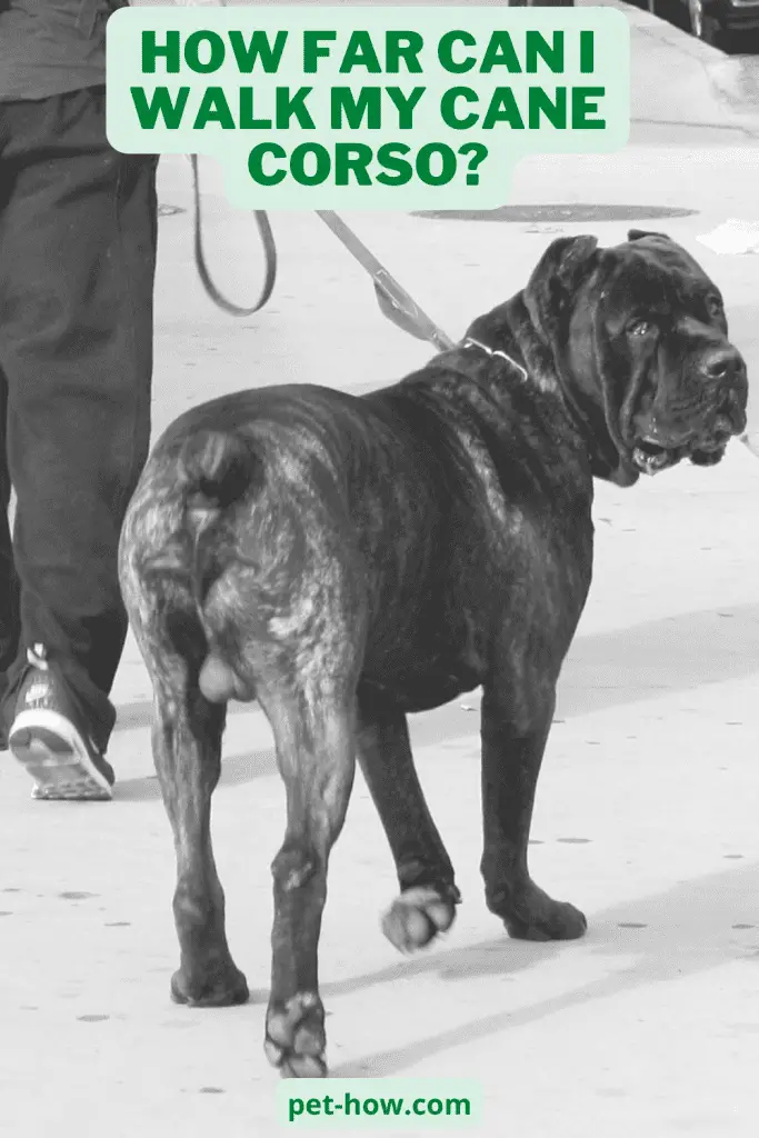 How Far Can I Walk My Cane Corso? (Answered!)