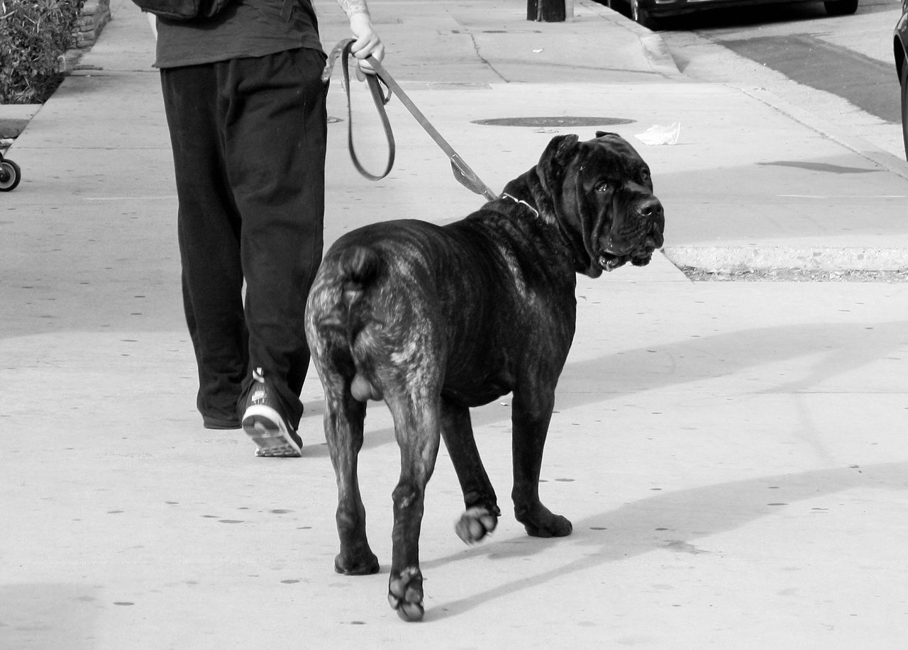 how-far-can-i-walk-my-cane-corso-answered