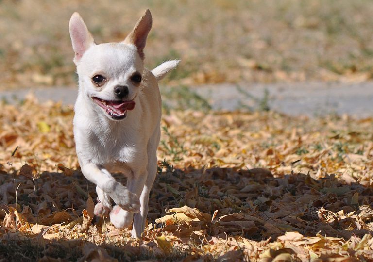How Far Can a Chihuahua Walk? (Answered!)