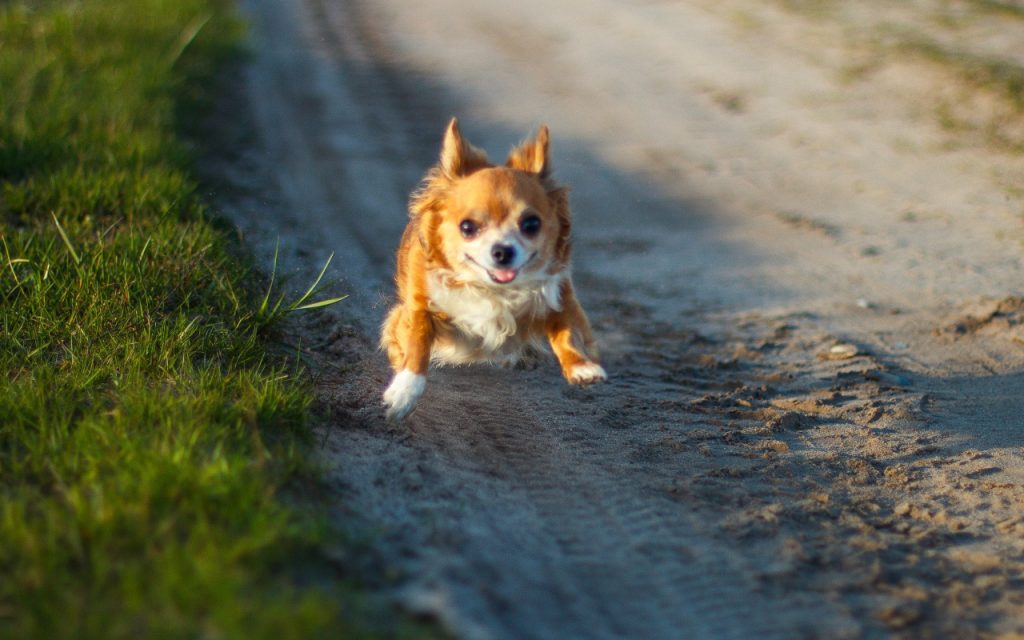 How Far Can a Chihuahua Walk