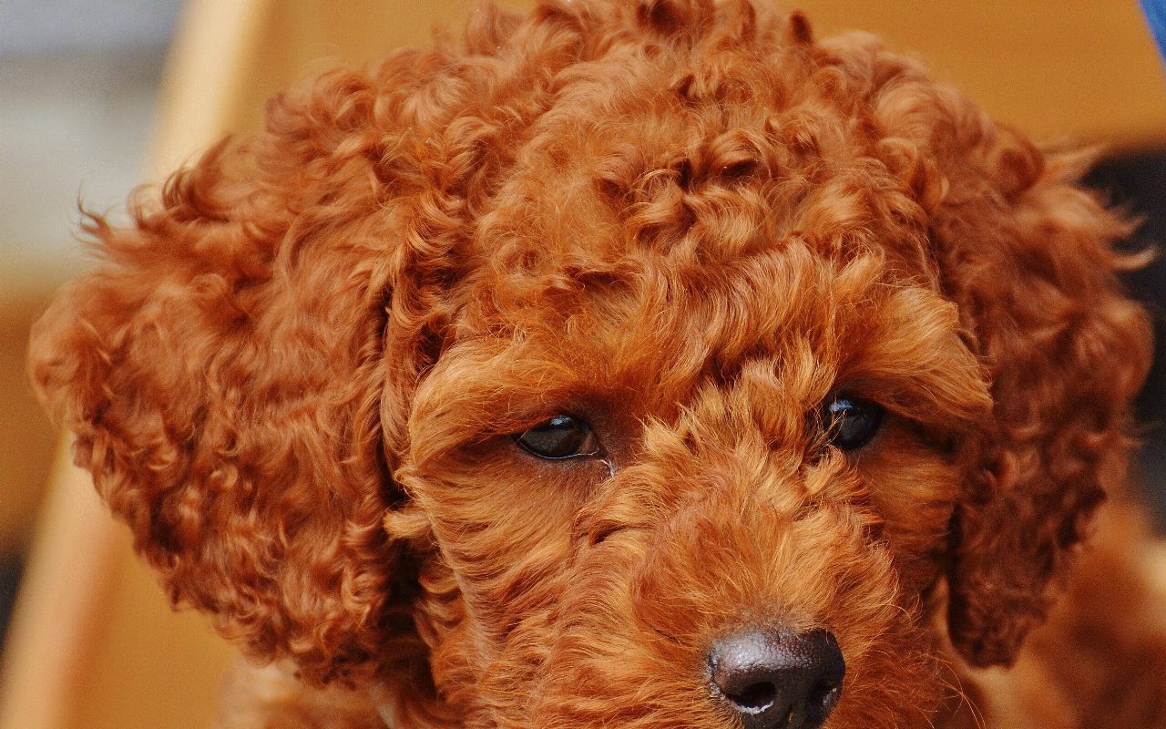 How Long Can Toy Poodles Hold Their Bladder? (Answered!)