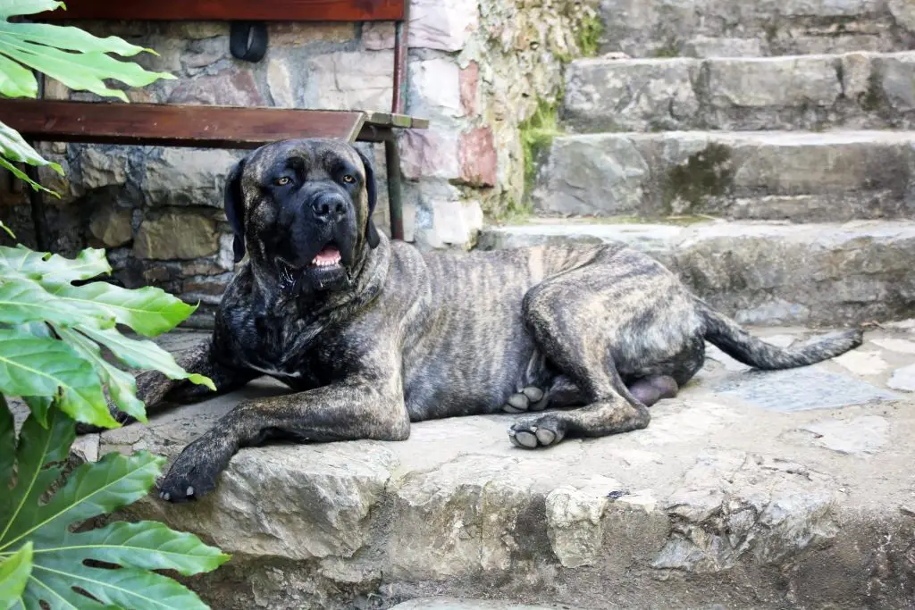 How Long Can a Cane Corso Be Left Alone