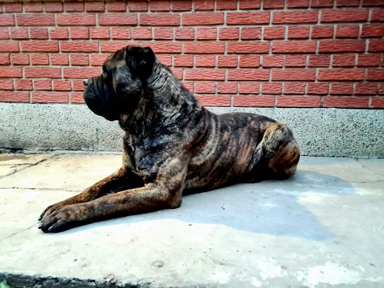 How Long Can a Cane Corso Be Left Alone? (Explained!)