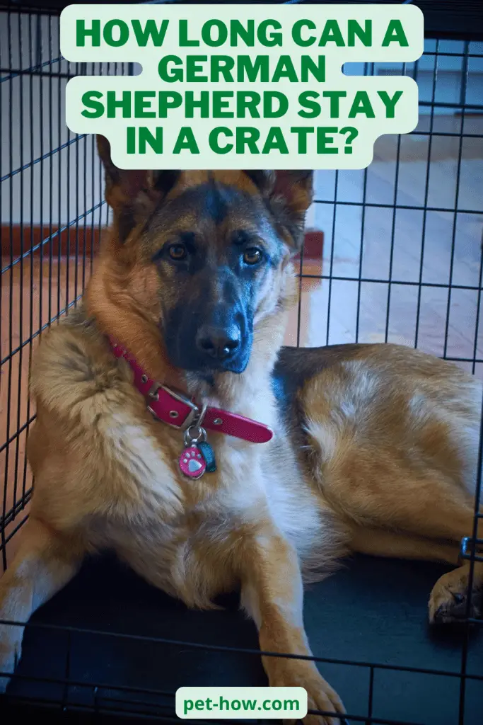 How Long Can a German Shepherd Stay in a Crate? (Explained!)