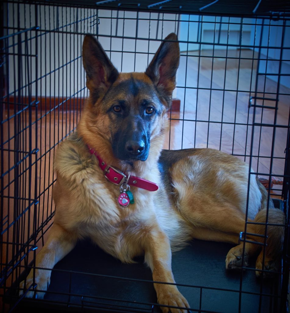 How Long Can a German Shepherd Stay in a Crate