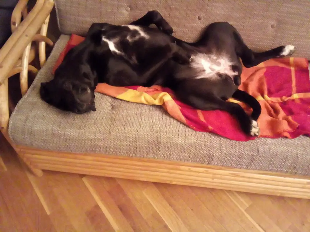 How Long Do Cane Corso Puppies Sleep