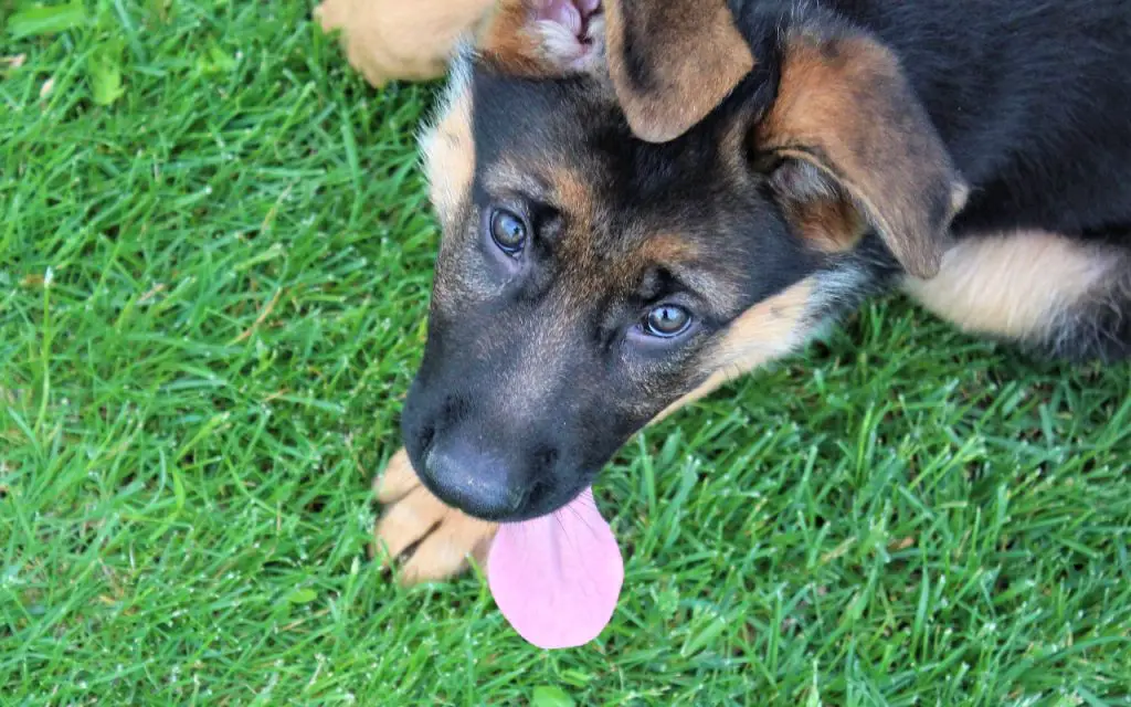 How Much Time Should You Spend With Your German Shepherd