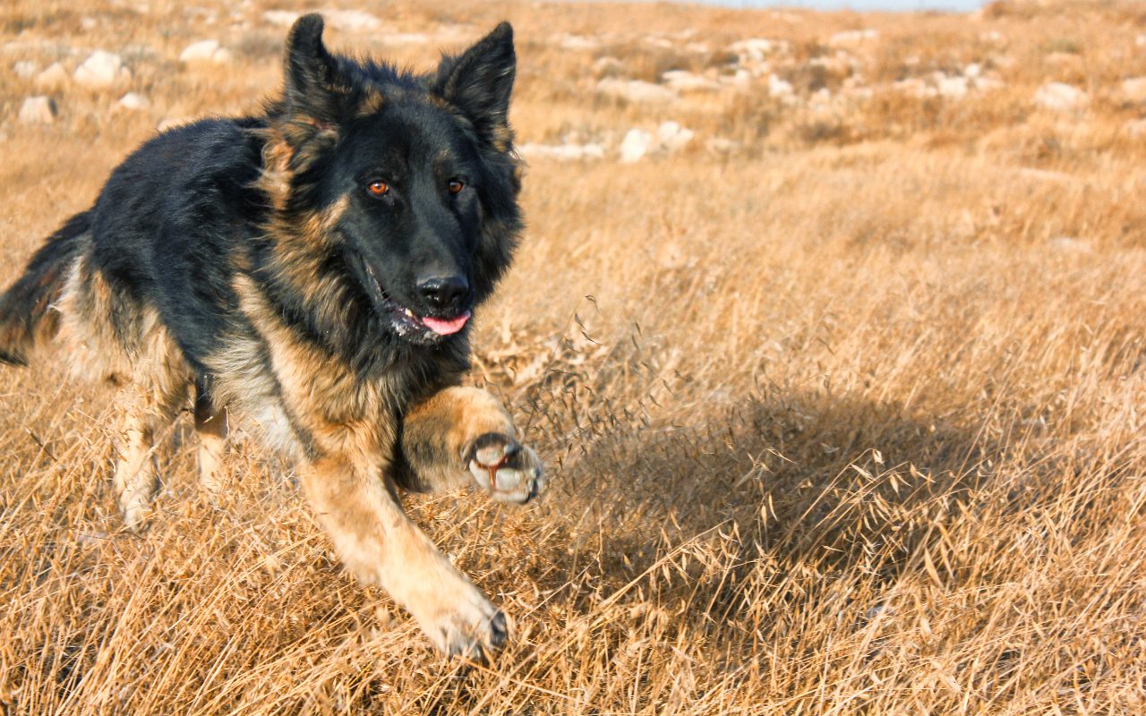 How Much Time Should You Spend With Your German Shepherd 