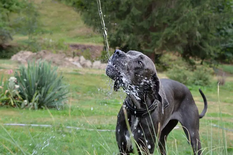How Much Water Does a Great Dane Need?