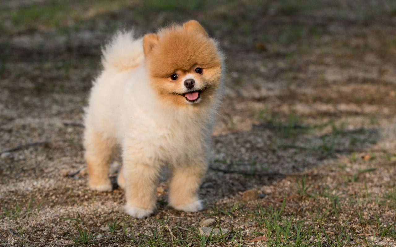 How Often Does a Pomeranian Poop? (Answered!)