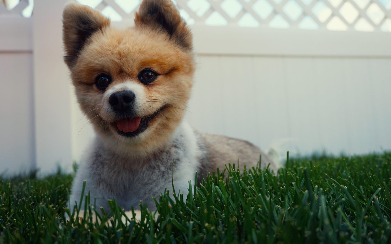 how-often-does-a-pomeranian-poop-answered