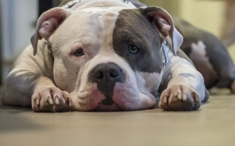Is American Bully Good For First-Time Dog Owners? (Answered!)